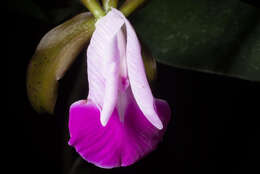 Imagem de Cattleya dormaniana (Rchb. fil.) Rchb. fil.