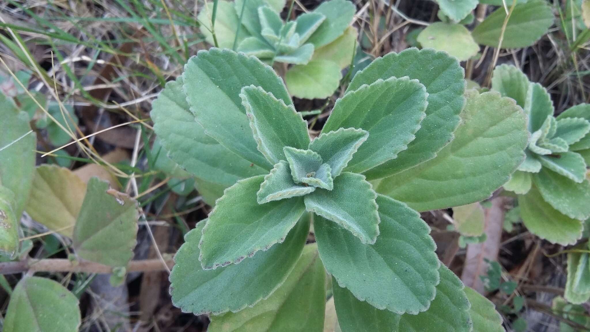 Image de Plectranthus neochilus Schltr.