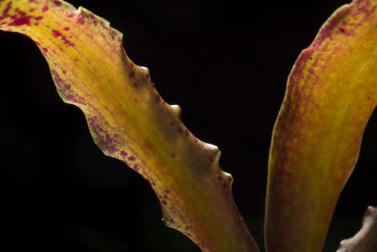 Imagem de Cattleya dormaniana (Rchb. fil.) Rchb. fil.