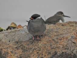 Image of Glareola nuchalis nuchalis Gray & GR 1849