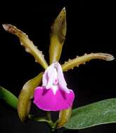 Imagem de Cattleya dormaniana (Rchb. fil.) Rchb. fil.