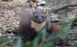 Image of European Pine Marten