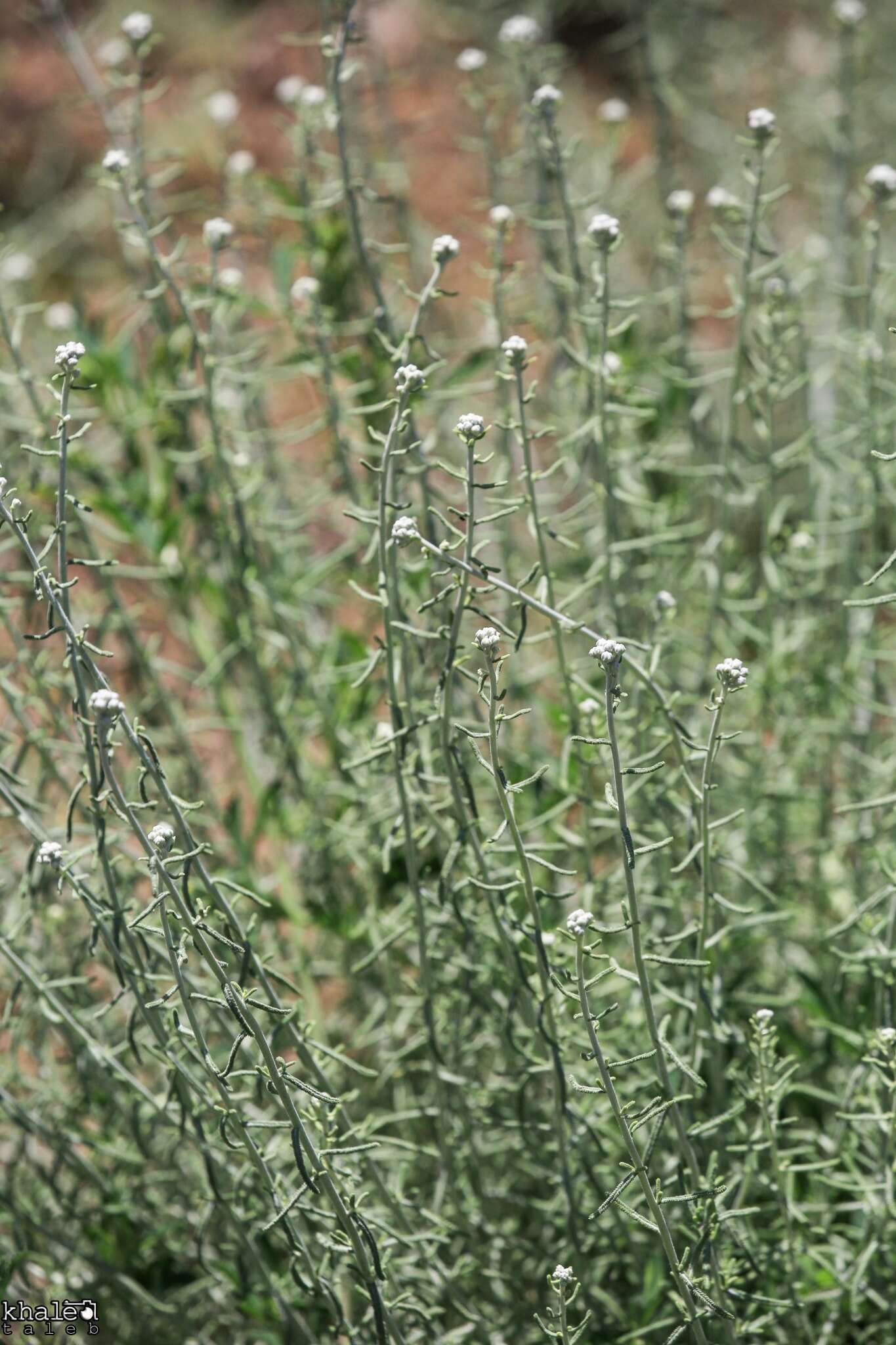 Image of Achillea falcata L.