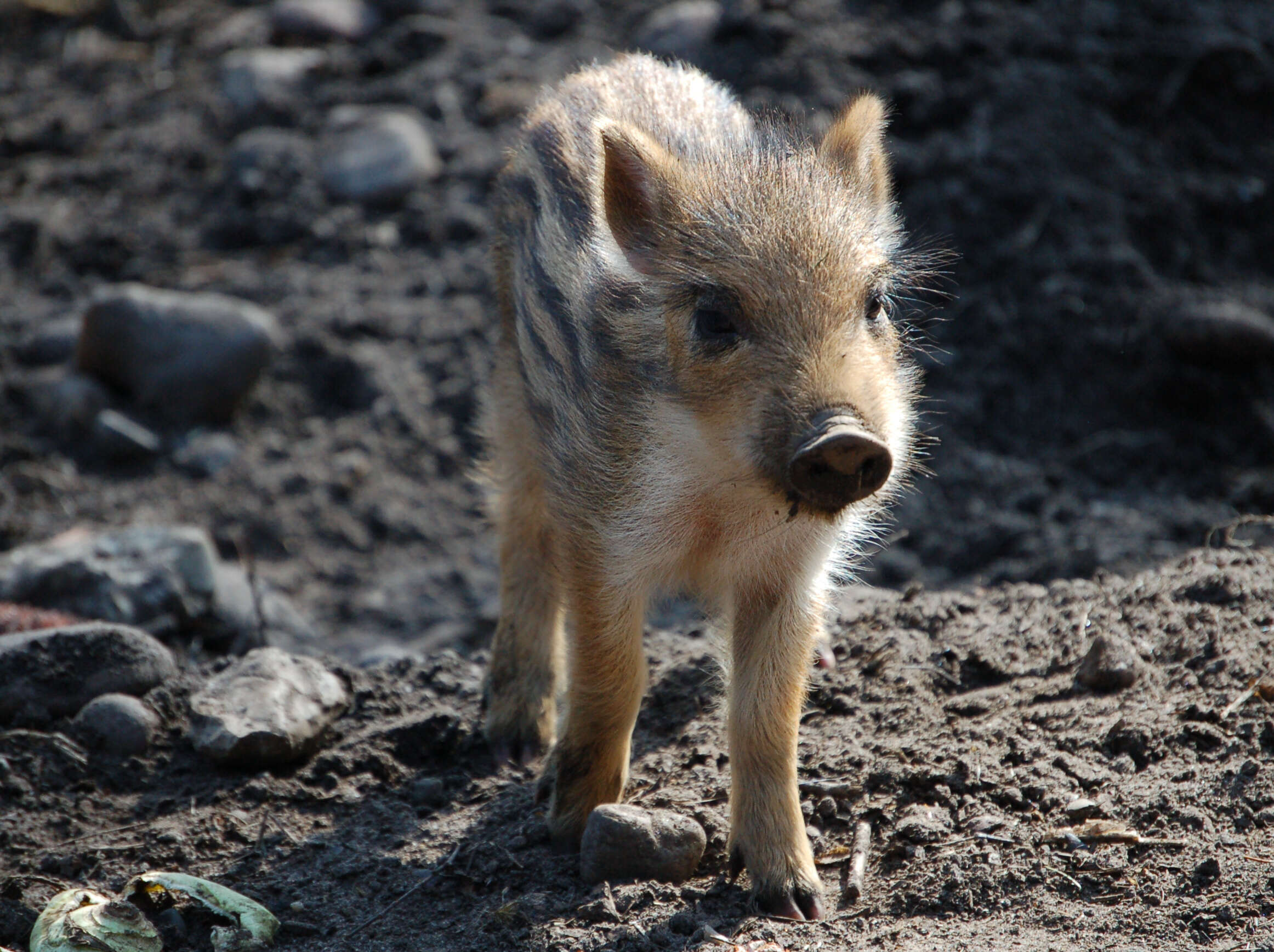 Imagem de Sus scrofa scrofa Linnaeus 1758