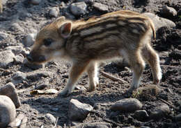 Imagem de Sus scrofa scrofa Linnaeus 1758