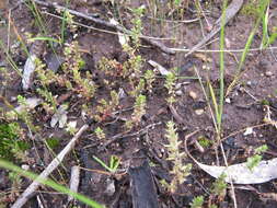 Crassula colorata (Nees) Ostenf. resmi