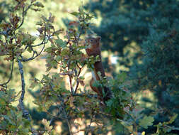 Image of Eurasian red squirrel