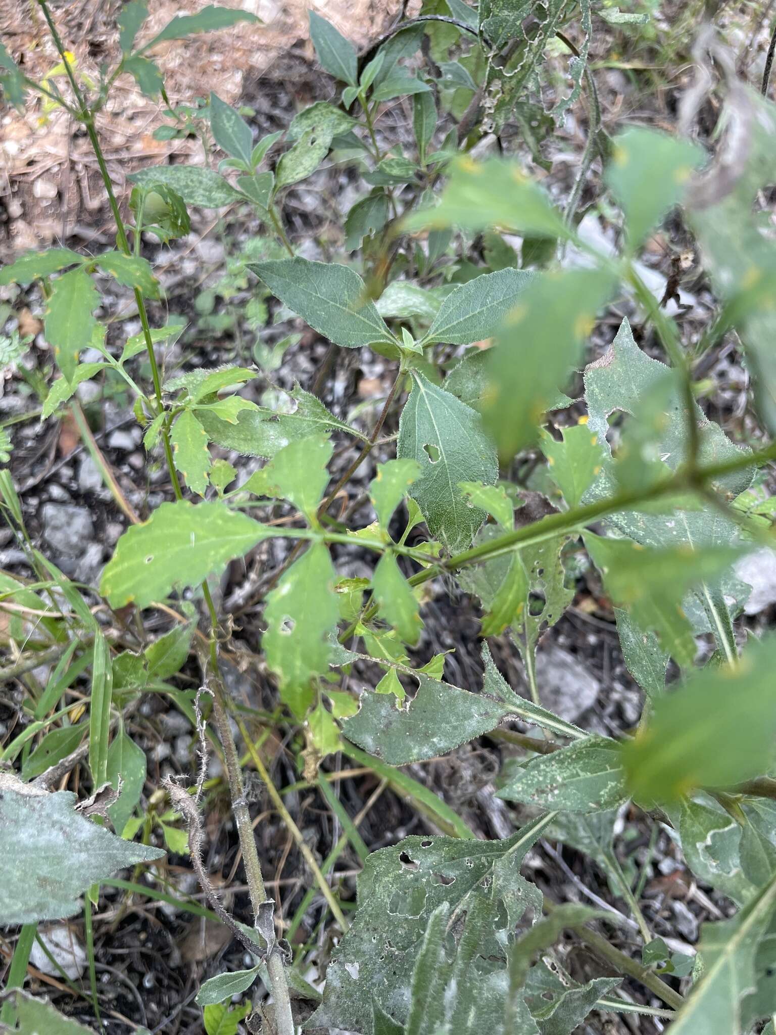 Image of Adenophyllum glandulosum (Cav.) J. L. Strother