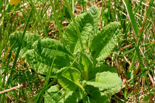 Image of Cowslip