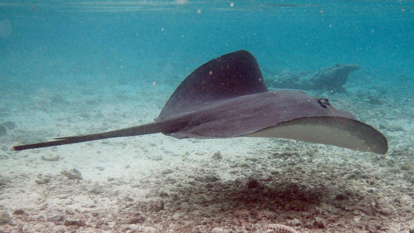 Image of Pink Whipray