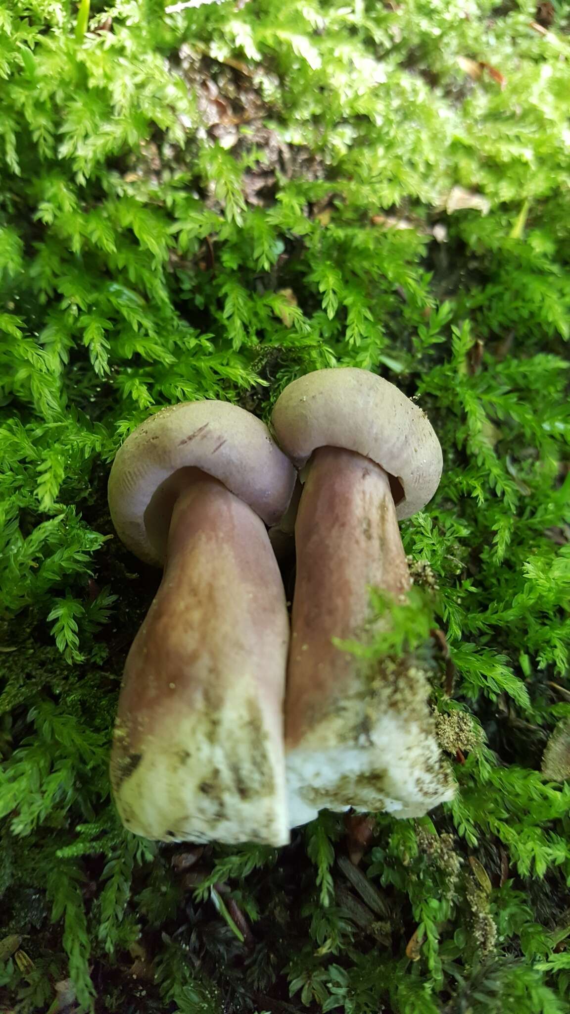 Imagem de Tylopilus violatinctus T. J. Baroni & Both 1998