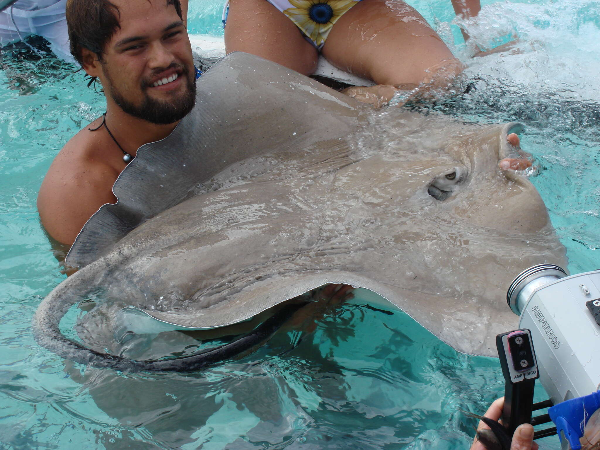 Image of Pink Whipray