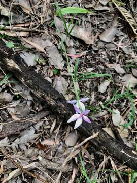 Image of Pink fairy orchid