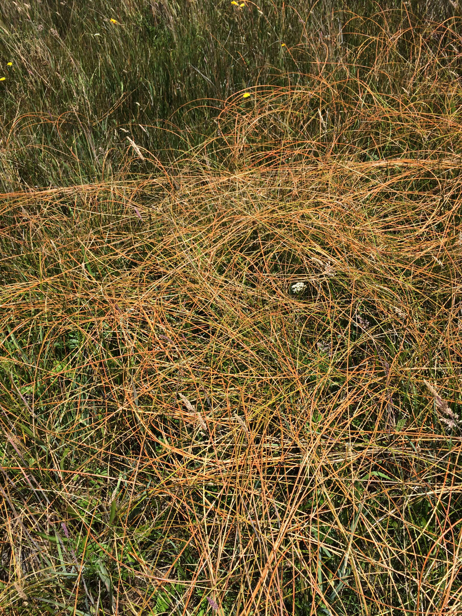 Plancia ëd Eleocharis rostellata (Torr.) Torr.