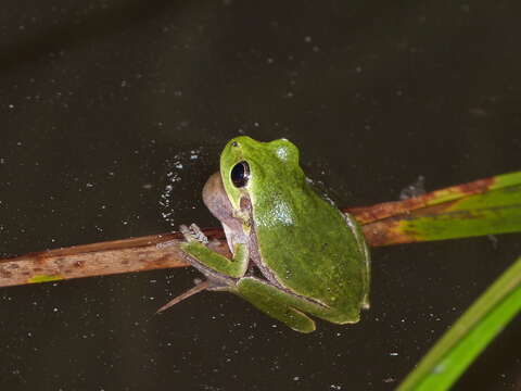 Image of Sardinian Tree Frog