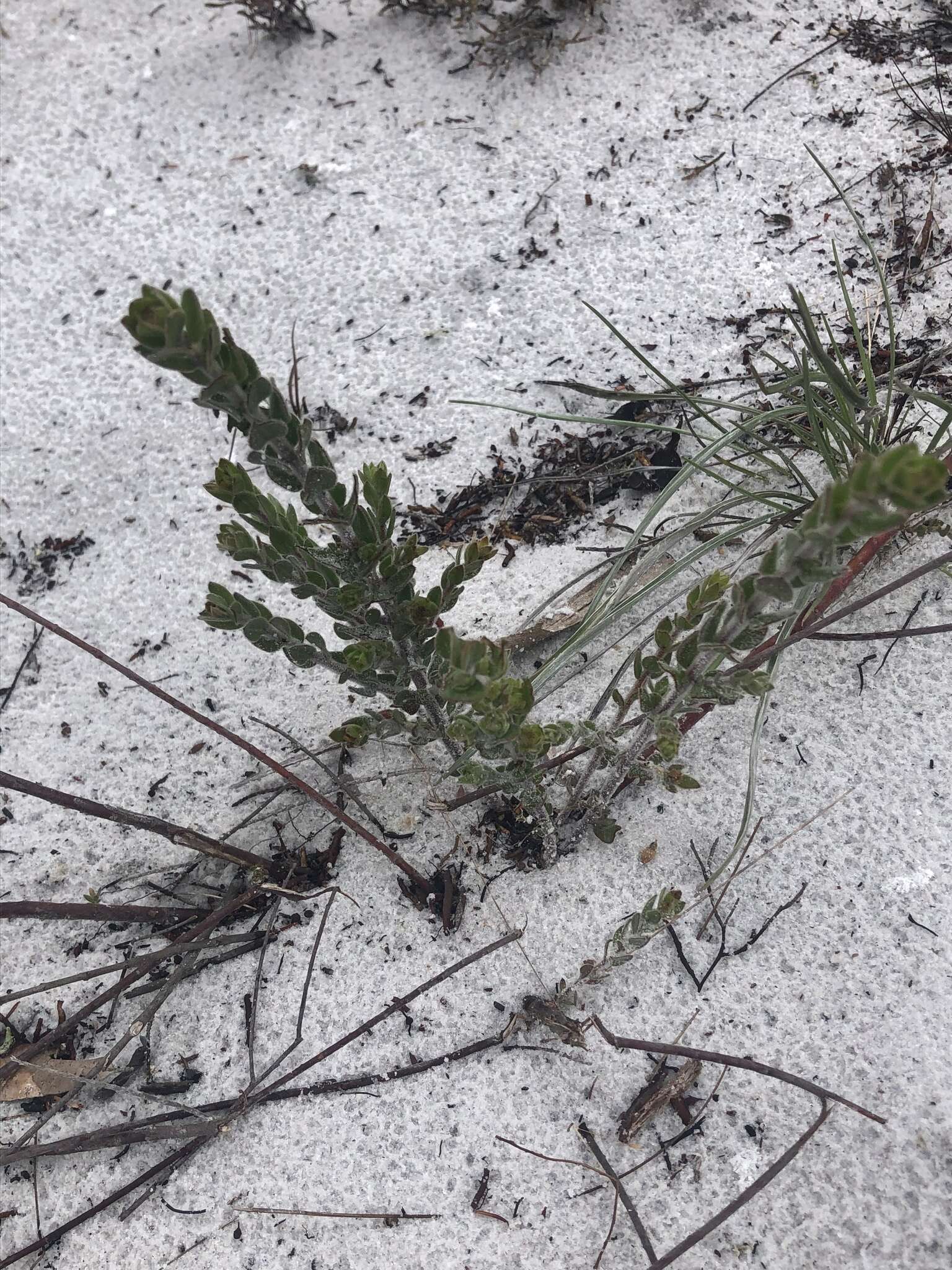 Image of Scrub Pinweed