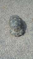 Image of Marginated Tortoise