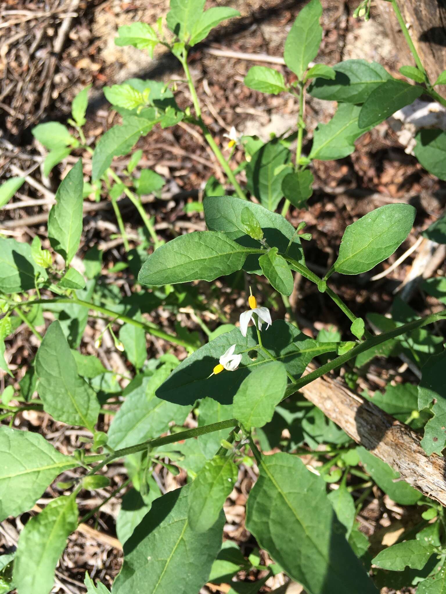 Image of Glowing Nightshade