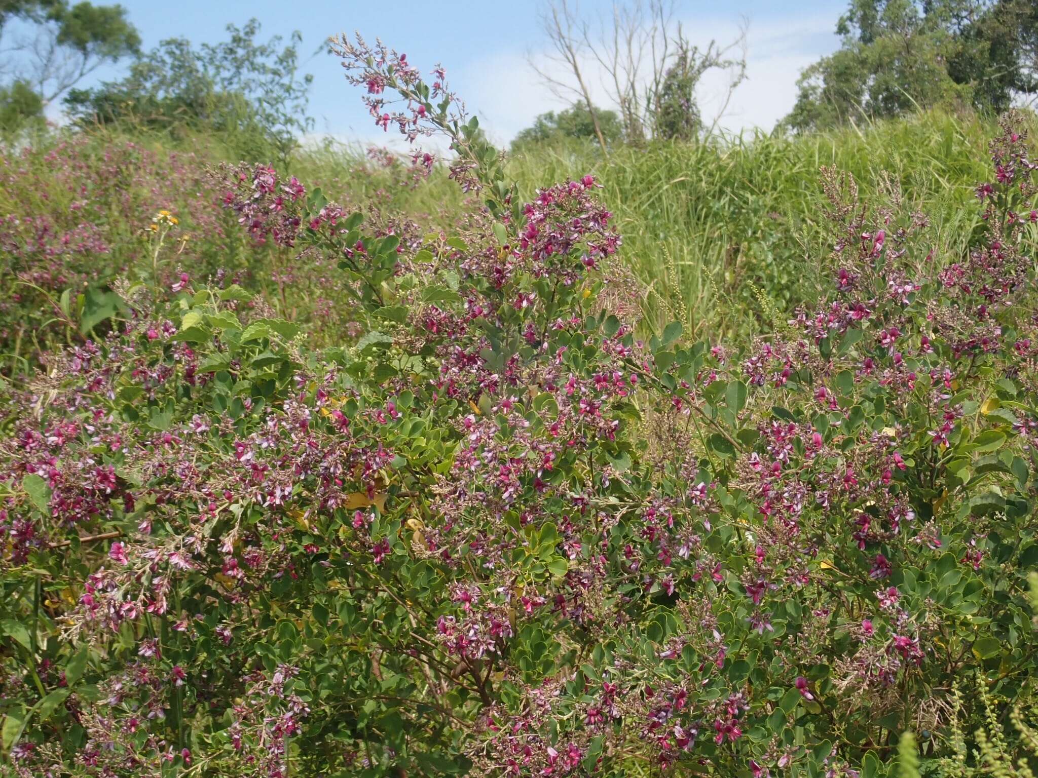 Sivun Lespedeza thunbergii (DC.) Nakai kuva