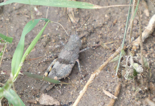 Plancia ëd Heliastus benjamini Caudell 1905