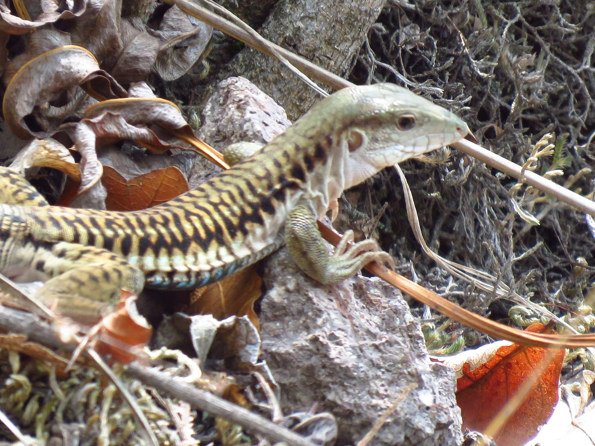 Image of Aspidoscelis sackii sackii (Wiegmann 1834)