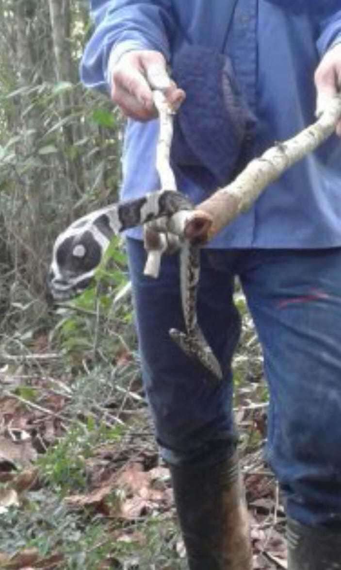 Image of Amazon False Fer-de-lance