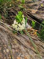 Image of Daphne sophia subsp. taurica (Kotov) J. J. Halda