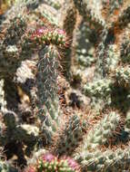 Image of Cylindropuntia alcahes var. alcahes