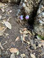 Image of Cyclamen graecum subsp. candicum J. H. Ietswaart