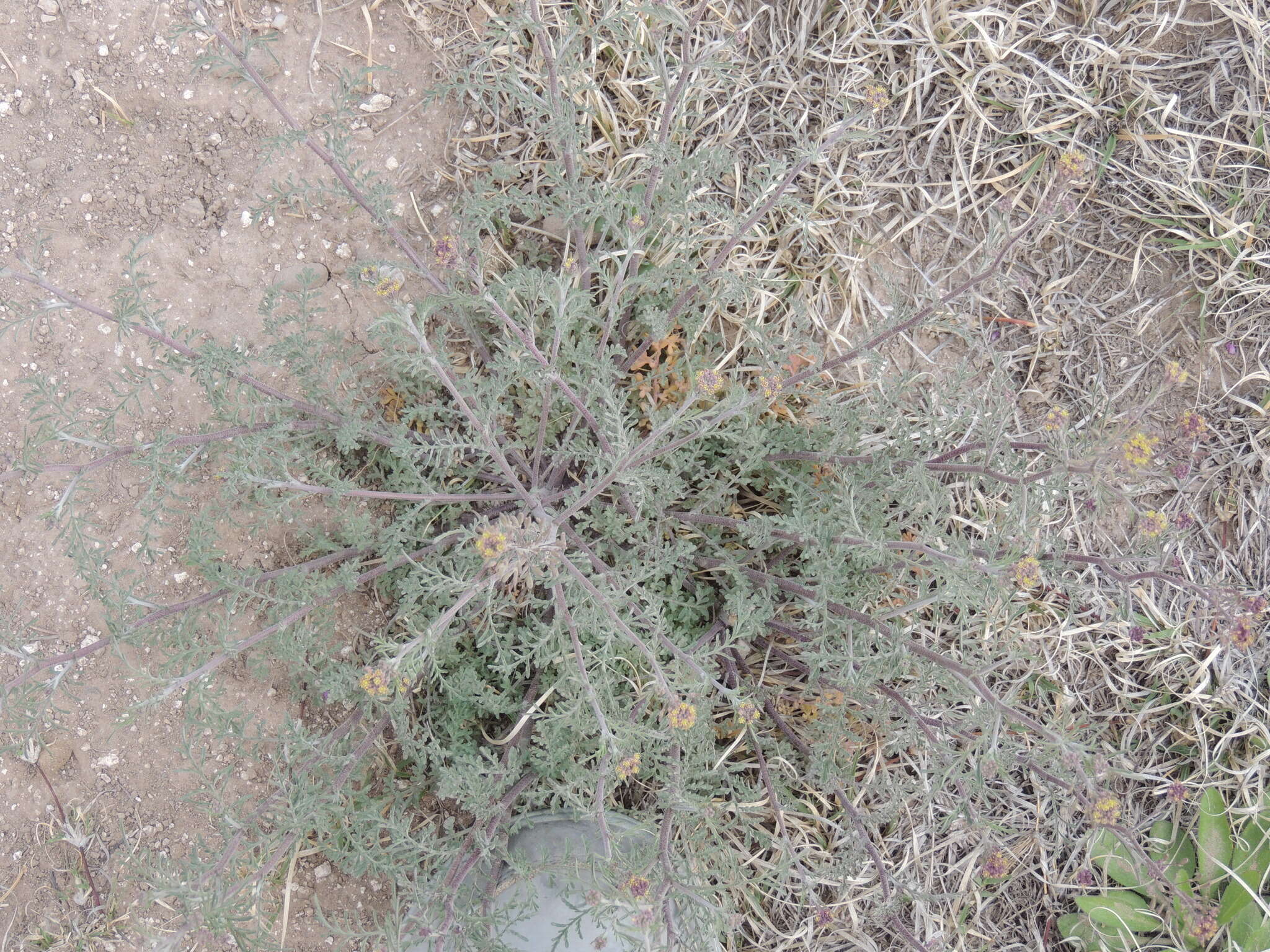 Image of western tansymustard