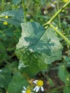 Image of charlock mustard