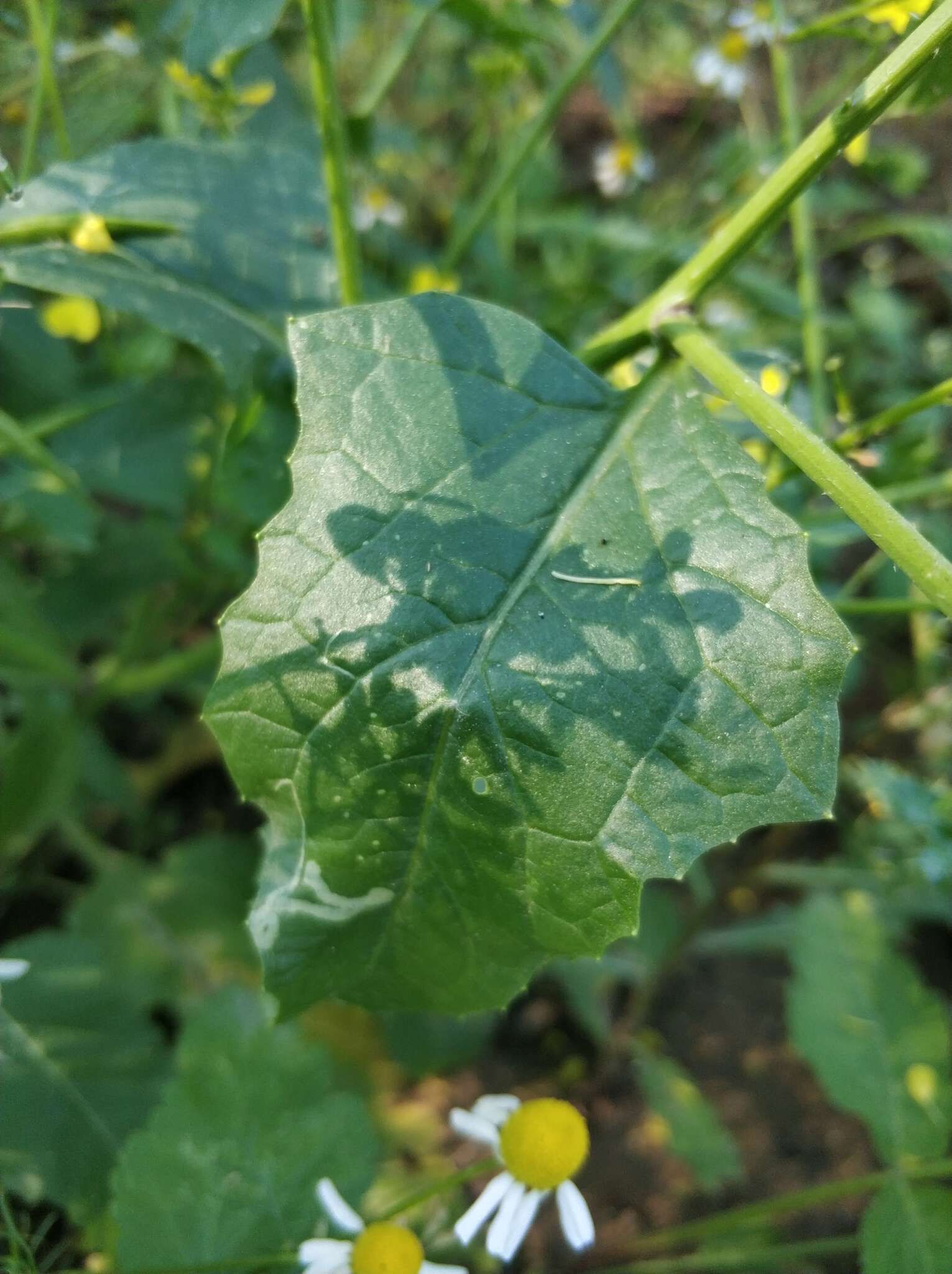 Image of charlock mustard