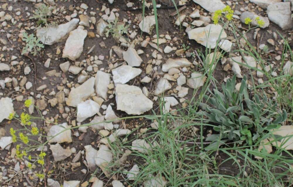 Image of Eriogonum hieracifolium Benth.