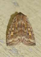 Image of Three-Spotted Sallow