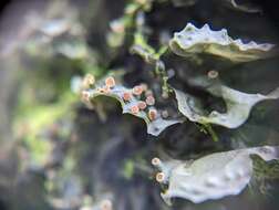 Image of blue skin lichen