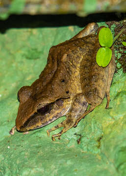 Image of Robber Frog