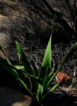 Imagem de Watsonia vanderspuyae L. Bolus