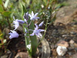 Image of Scilla monophyllos Link