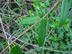 Image de Lonicera acuminata Wall.