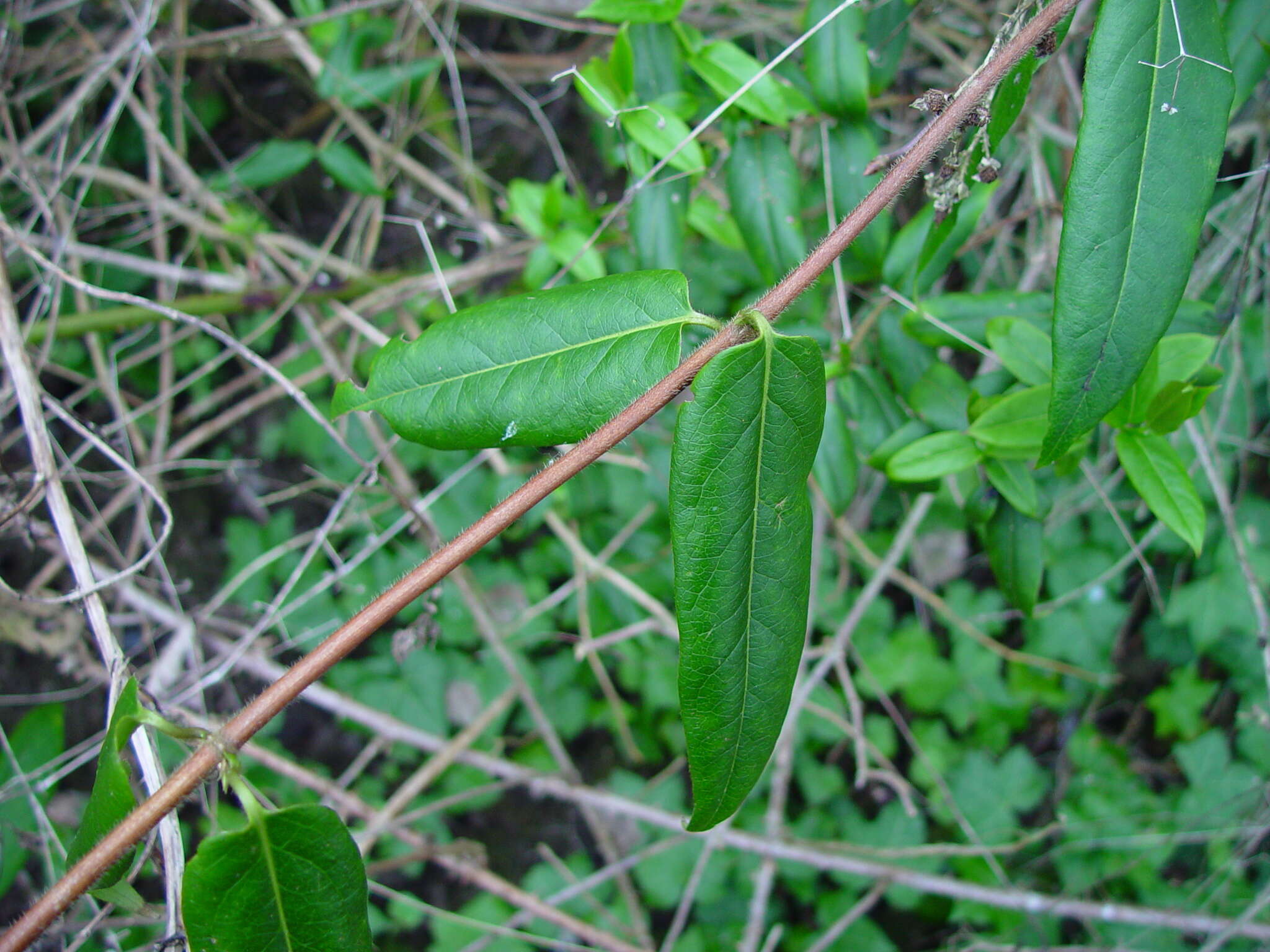 Image of Fragrant Grove Honeysuckle