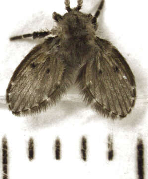 Image of Clogmia albipunctata (Williston 1893)