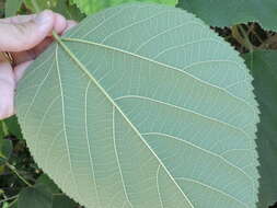 Image of paper mulberry