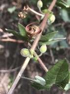 Слика од Passiflora exsudans Zucc.