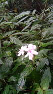 Image of Impatiens javensis (BI.) Steud.