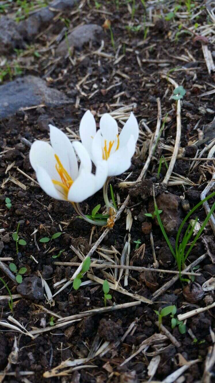 Image of Crocus aleppicus Baker