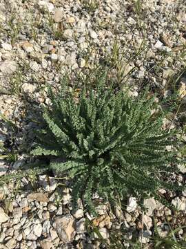 Plancia ëd Oxytropis microphylla (Pall.) DC.