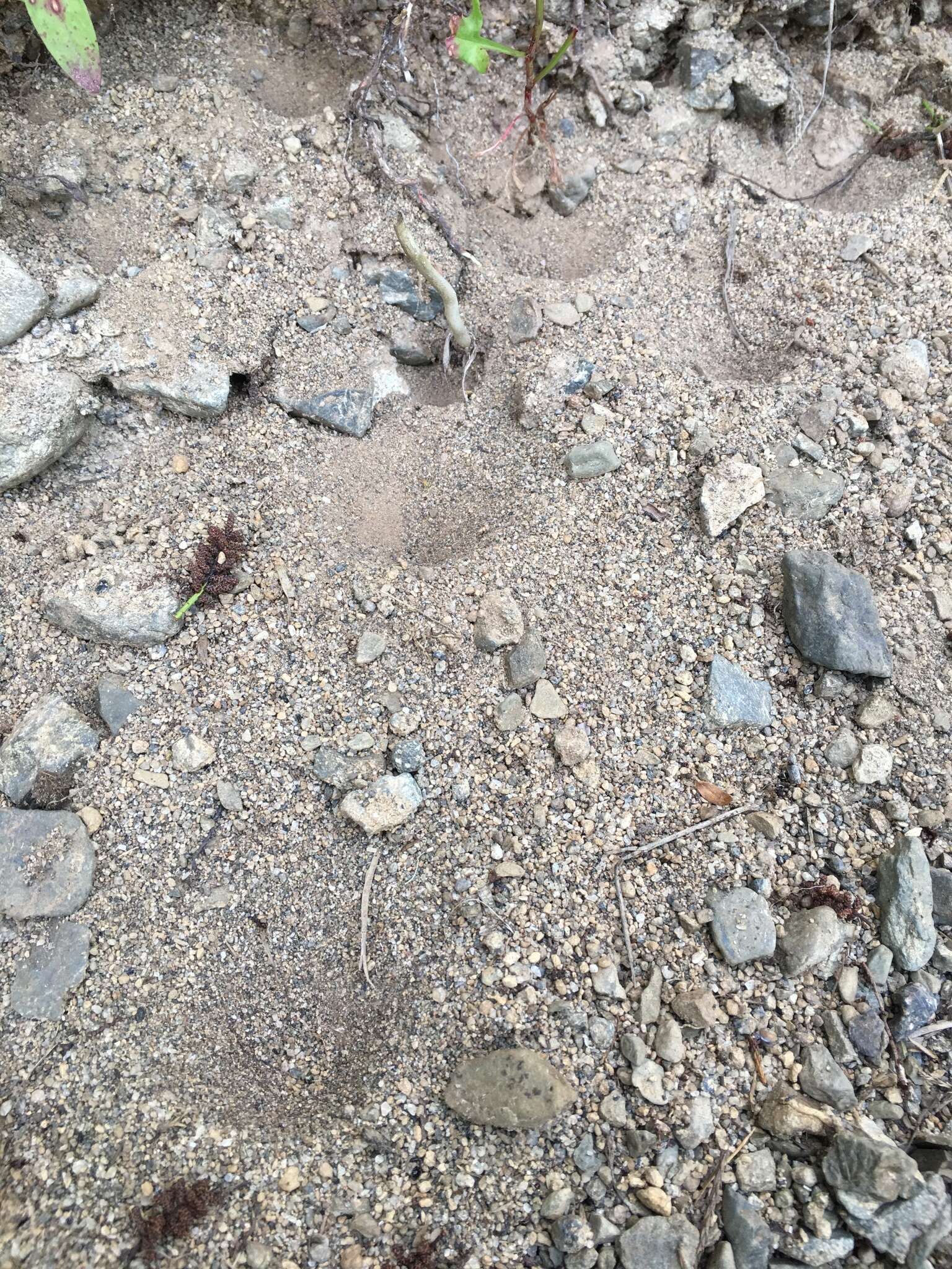 Image of New Zealand antlion