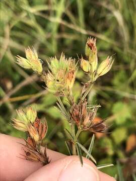 Imagem de Lespedeza angustifolia (Pursh) Elliott