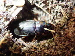 Imagem de Harpalus (Pseudoophonus) griseus (Panzer 1796)