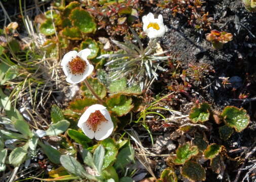 Image of Geum uniflorum J. Buch.